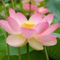 La flor  de  loto  es  una  de  las  flores de mundo