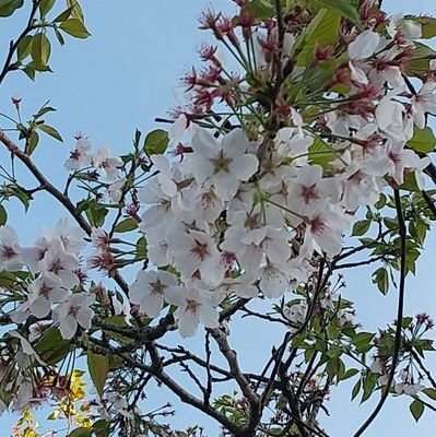 mori_4614's profile picture. お笑いｺﾝﾋﾞ ﾆｭｰﾖｰｸ(特に嶋佐さん)に夢中/たまにﾆｭｰﾖｰｸ以外のことも呟きます/ｱﾆﾒ好き/遊佐浩二/めっちゃいいねします🙇
