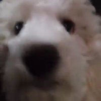 Lulu (aka Bubba) the 2nd 🐩(@tiredbubba) 's Twitter Profile Photo