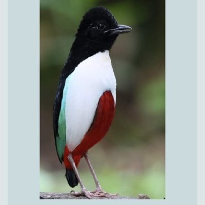 amiins0002's profile picture. 