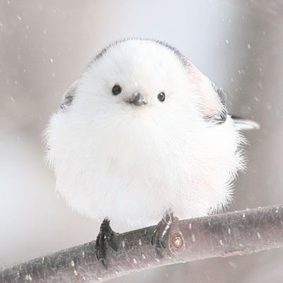 ハムハム🍃さんのプロフィール画像