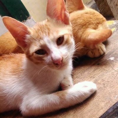mutiah1722's profile picture. Ecotoxicologist 👩‍🔬