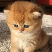 naira (@naira48037032) 's Twitter Profile