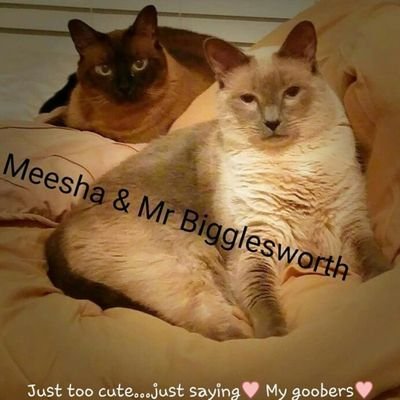 All about the older cat life of Meesha & Mr. Bigglesworth. At age 17...tips and ideas from experience and resources.