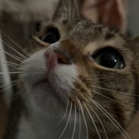 voguerize; 🌙 (@coconach) 's Twitter Profile