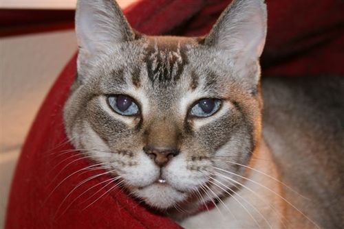 ChaCha_kyhumane's profile picture. I'm the official cat representative for the Kentucky Humane Society (@kyhumane). Learn more about my favorite animal welfare agency at www.kyhumane.org. Meow!