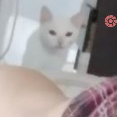 c4vainilla's profile picture. Michi me ama
#FreeKshamenk