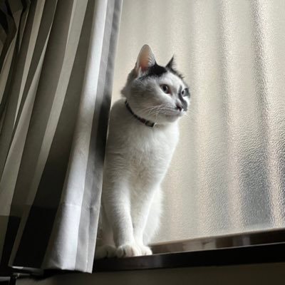 猫の名前はごん太です。vegan/ｷﾖ/卓球