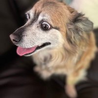 Rescue Dog Howling in the Void๐๐น๐จโ๏ธ๐ป๐ (@lindareo99) 's Twitter Profile