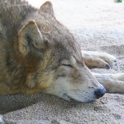 🐺と🐅が大好きです！　関西の動物園を中心に毎月どこかの園を徘徊しています