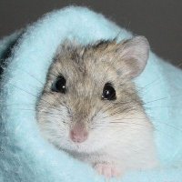 Ray (@rayukeye) 's Twitter Profile