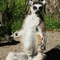 Luxurious Lemur (@lemurluxurious) 's Twitter Profile Photo Luxurious Lemur (@lemurluxurious) 's Twitter Profile Photo