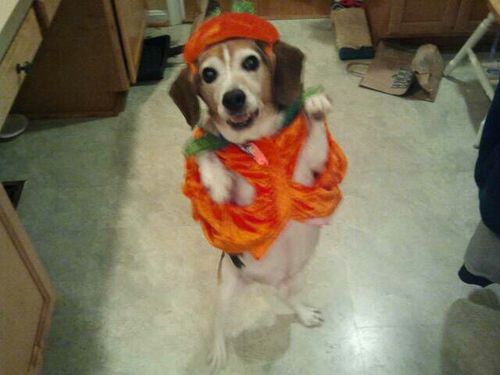 pidgypost's profile picture. Is a wild and crazy guy, an entrepreneur who loves ideas ... can't ... stop ... imagining! Talk to me about what you can't stop thinking about! @wowlookart