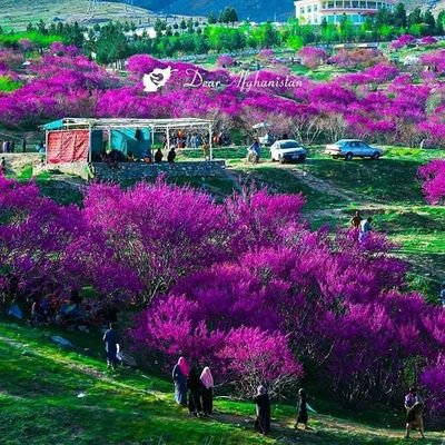 داسلام او اسلامی أمت خدمت کول او همیش دحق په لاره تلل او د حق آواز کول به مو شرعی مشغله وی.
ان شاءالله