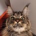 CiccaTheMaineCoonCat (@cutecoon) Twitter profile photo CiccaTheMaineCoonCat (@cutecoon) Twitter profile photo