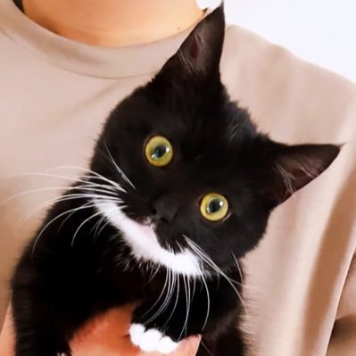“幸運のおてて🐾”足袋猫こはぜと申します。Hi,my name is Kohaze🐈⬛ Born October 2, 2023. Munchkin girl🎀 Reproduction is prohibited(add credit→OK)