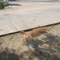 Sabana Nasrin (@cutiesabbo) 's Twitter Profile