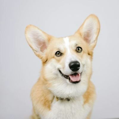 👉 Welcome to @Corgi_Obsession
🐕 We share daily #Corgi Contents
🐾 Follow us if you really love Corgis