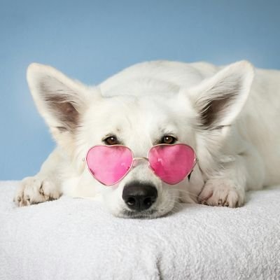 corgi_diary's profile picture. 👉 Welcome to @corgi_diary
🐕 We share daily #Corgi Contents 
🐾 Follow us if you really love Corgis