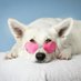 The Corgi Diary (@corgi_diary) Twitter profile photo The Corgi Diary (@corgi_diary) Twitter profile photo