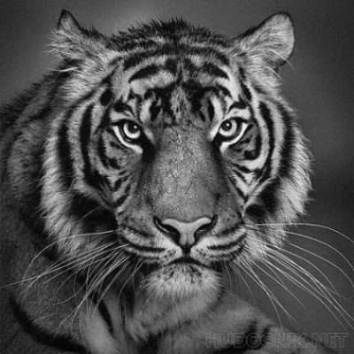 MignonAdolph4's profile picture. Amante de la naturaleza, en mi vida anterior fui tigre, o loco, no se