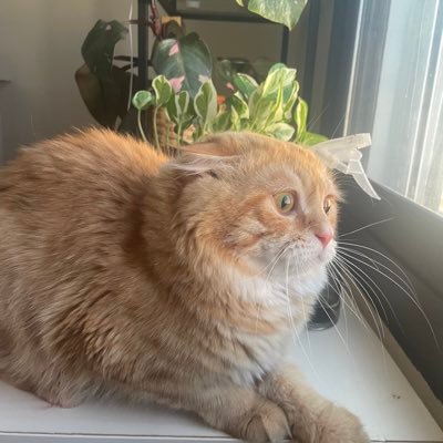 SukkarB's profile picture. الحمد لله 🙏