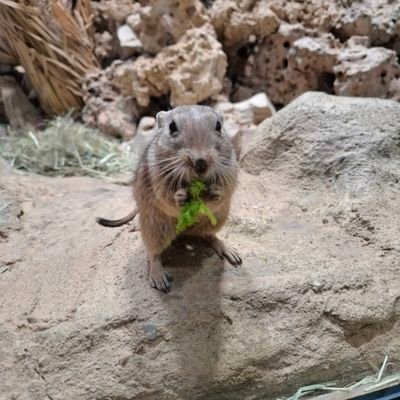 Irgendwas mit IT oder Medien. #NurderS04
Profilbild zeigt eine Psammomys obesus