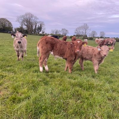 Young Farmer from the West of Ireland. Starting suckler herd along side sheep enterprise.