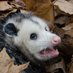 Anonymous Opossum (@AnonoOpossum) Twitter profile photo