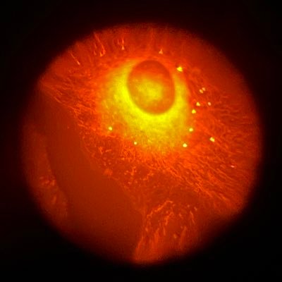 LeucineZoo's profile picture. Scientist, cat lover, plant parent. Likes sweets. PhD student @ColumbiaMed @Columbia_CGP Reilly lab. Alum @UofTb. °C before °F, inches tolerated. Toronto→NYC.