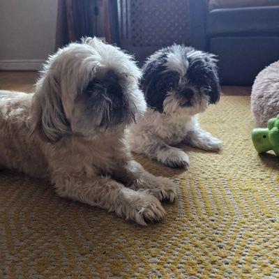 Wife and mother of two gorgeous girls and 2 beautiful Shih Tzus called Jess and Hardy 🐶🐶. Labour voter...will block Tories and Racists!   Everton fan! 💙 🌹
