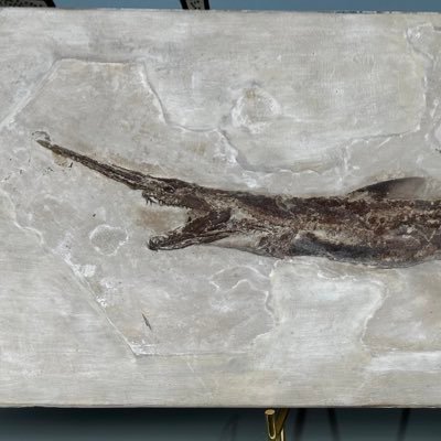 PhD student @BristolPalaeo, jaw evolution, fish-tetrapod transition, Dicynodontia, Lebanese fossils, need a nap, Palaeontology MScR,🇱🇧🇵🇸, He/Him