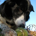 iamawty's profile picture. Shed dwelling freelance graphic designer. SWCP, LEJOG, Wales Coast Path and now England Coast Path ticked off - sometimes just a dog walk with George the BC...