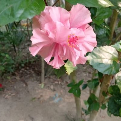 MonjilMiah85861's profile picture. 