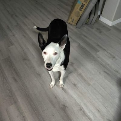 sammythedog177's profile picture. 