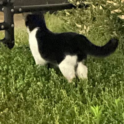 9aisq4Nw5k17969's profile picture. Twitterをはじめたばかりですが、よろしくお願いします🙇犬猫鳥うさぎﾊﾑｽﾀｰちゃん達と過去に生活してましたが、今はいないので､､😭フォローさせて頂き、今はみて癒されまくってます❤️tweetと blog更新少なめ🐶ほぼ読むのと見る専です😻いいねとフォロー返しは無理されなくても全然大丈夫ですよ🙆‍♀️😆