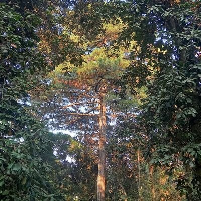 OJaviCS's profile picture. Ciudadano guatemalteco, con actitud positiva ante la vida, comprometido con mi país y mi familia