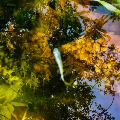 yana32r7's profile picture. 自然とネコとラジオ(特にアンナミラクルとスカロケ)と釣りが好きです