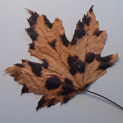 #CallForSubmissions The Best #Haiku search is underway. $330US in honorariums, top award $150. Fifty+ winners chosen for #book. Submit at https://t.co/8ocBrNO98p