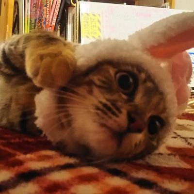 犬より猫派