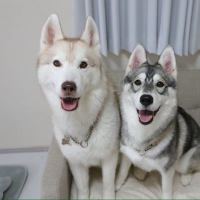 11_lucas_11's profile picture. ハスキーが大好きです。2020年建設業経理士2級、2021年日商簿記2級取得。4代目ハスキーのリュカ(2015.11.1生まれ保護犬宮城ハスキー)5代目リィラ（2023.8.13生まれバロネス）猫のなの、ロコ、エルマー、アールと暮らしています。