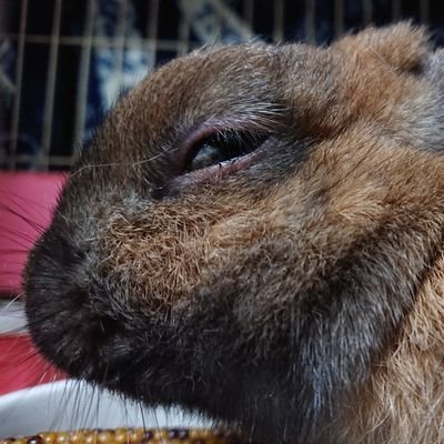 室蘭出身で今はうさぎと一緒に在住してる(うさぎ様に飼われてる)人です。
美味しい食べ物、面白い情報求めてるので無言フォロー等あしからず;　
スパム系即ブロックするのでヨロシク！
ゲーム(スプラ垢)→https://t.co/gSYVgih16a