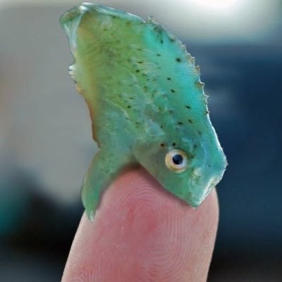@lumpfished