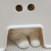 não tem gatos nessa imagem(@naotemgatos) 's Twitter Profile Photo