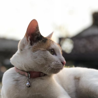 sho037git's profile picture. 