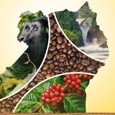 We train , source, process, package and distribute coffee