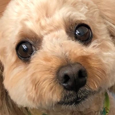 marusuke_l's profile picture. いろんなゲームやってます！key作品大好き！サマポケ大好き！  discord:marusuke75