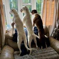 𝘿𝙖𝙫𝙞𝙙 🏴󠁧󠁢󠁥󠁮󠁧󠁿🇬🇧 Boxer Dad 🐶🐶🐶🙌🏻(@dtcb67) 's Twitter Profile Photo