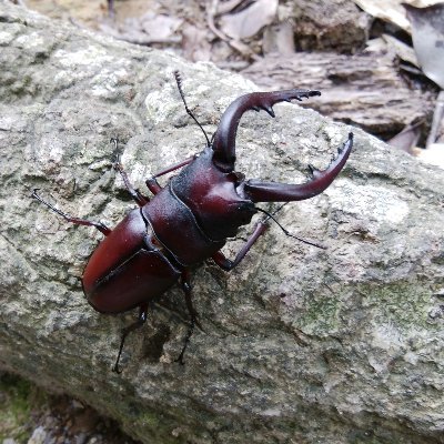 こちらは昆虫専門アカウントになります。
沢山のクワガタムシ、カブトムシを集めて飼育しています。皆さまのお役にたてたら幸いです。
路線バスも大好きです。是非ご覧下さい。
バス専門アカウントは↓
https://t.co/Orila4MYbl
路線バスのYouTubeはWebリンクを