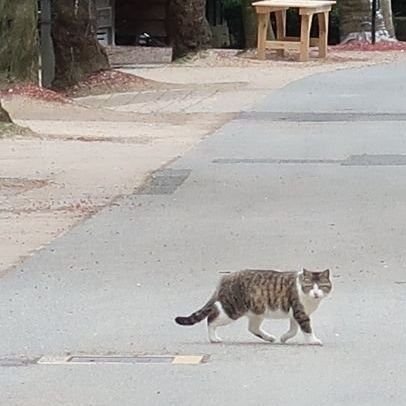 一般通過猫